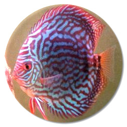 Royal Purple Discus Fish 2-3 Inch Royal Purple Discus Fish 2-3 Inch
